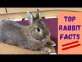 Understanding Rabbit Care and Behavior