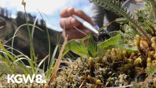 YouTube video thumbnail: Oregon Zoo Releases Hundreds of Butterflies Along the Coast