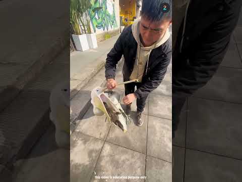 This Bird Has Eaten A Live Animal !! #shortvideo