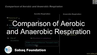 Comparison of Aerobic and Anaerobic Respiration