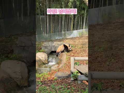 아잉! 넘어졌어! Oopsie! I fell down!