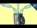 Junk DNA and Plant Genetics