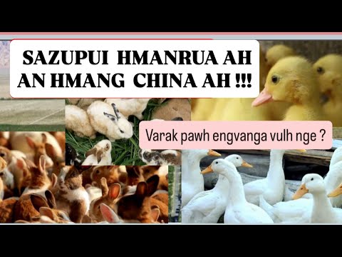 SAZUPUI LEH VARAK HMANRUA AH AN HMAN DAN CHU !!!