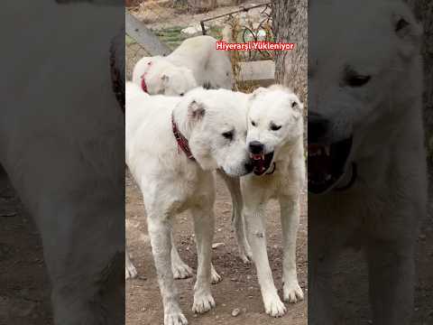 AKBAŞ HİYERARŞİ SERİSİNDE DAYI VE YEĞEN AKKURT VE AKASLAN HANGİSİ FAVORİNİZ ? #akbaş #alabai #kangal