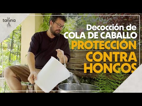 Cola de caballo: El SECRETO para un Huerto SIN HONGOS | Decocción Paso a Paso