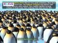 Antarctic Ecosystem and Adaptations