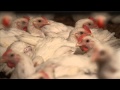 Broiler Chickens Welfare and Growth