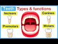 Functions and Roles of Human Teeth