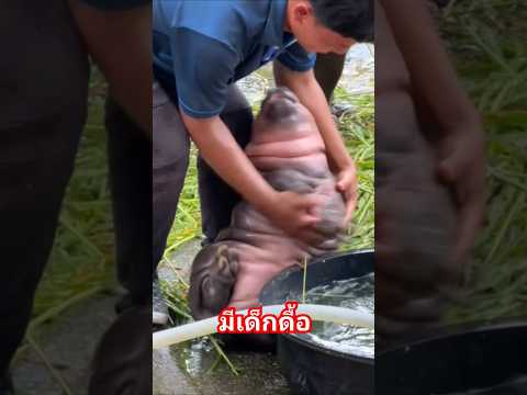 มีเด็กดื้อ  #หมูเด้ง