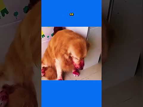 ¡El Amor de una Madre Perra lo Cambia Todo! 🐕