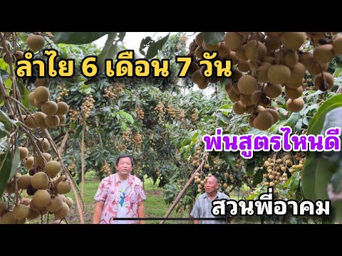 จัดสูตรลำไย6เดือน7วัน