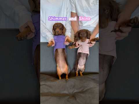 PUPS Shimmer and Shine #minidachshund #puppy #dance #dachshund #dachshundpuppy #cutepuppy #funnydog