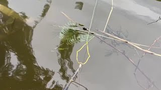 Using this method, many fishes can be caught. This method is called singh shikar!