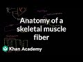 Muscle Anatomy and Function Concepts