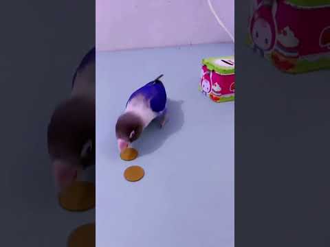 Smart parrot video / Amazing pet parrot