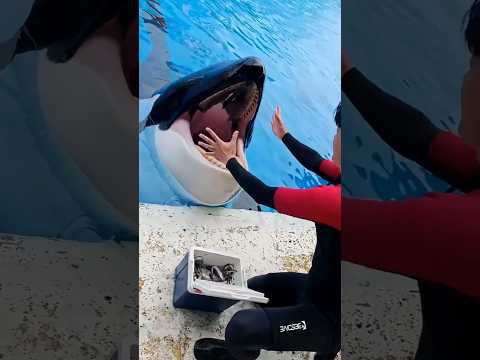 why dolphin eats ice 🐬🤯 #shorts #short #trending #viralshorts #facts #reels