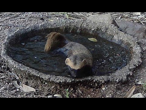 RAPOSAS, CUICAS, FURÃO, GRALHAS E MUITA MOVIMENTAÇÃO NA PISCININHA
