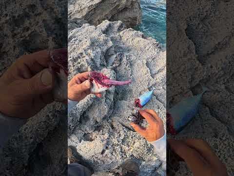 🔥 Secret in a Mackerel’s Gut… Then Snapper Steals the Show!
