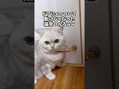 ㊗️100万再生突破‼️ネコさんの動画見て笑ったら寝ろwwwwww