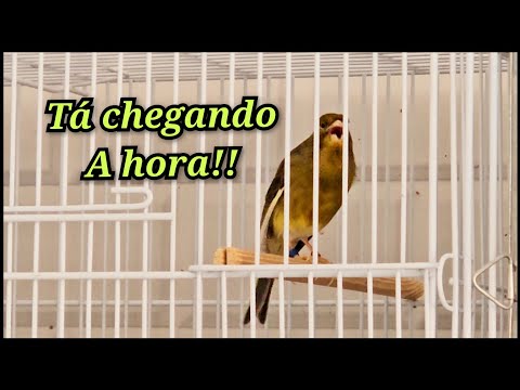 Alimentação pré reprodução. Essa temporada quero 300 filhotes 🤩