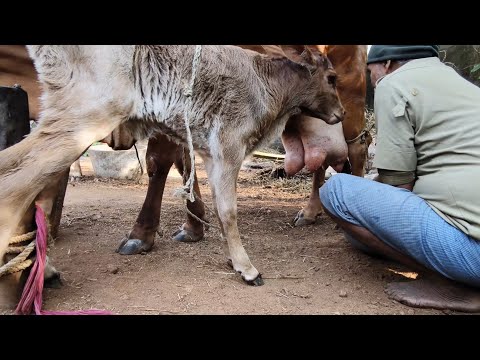 Gir cow manual milking#big udder of a gir cow