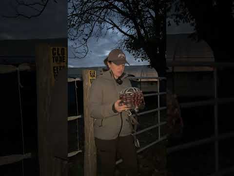 POV : les paniers et les moldus #entresesoreilles #cheval #equitation #humour #shorts