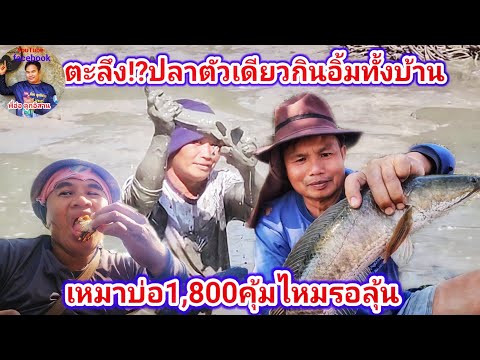 ตะลึง!? ตัวเดียวกินอิ่มทั้งบ้าน เหมาบ่อ1,800 คุ้มไหมรอลุ้น|พี่อ๋อ ลูกอิสาน