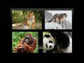 Wildlife Conservation and Protection