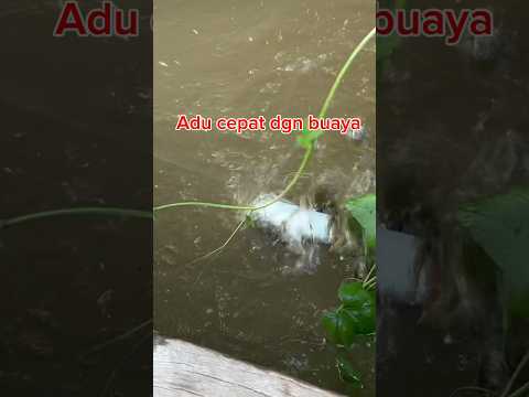 Nekat!!! Berburu di sarang buaya 😱😱 #msltv #mancing #fishing #buayabesar