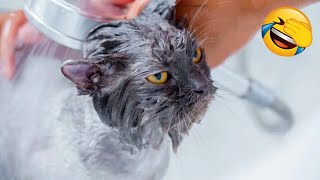 Animals will break your heart 🐱🐶 Cute and funny animals 2024 😍 Pt. 2