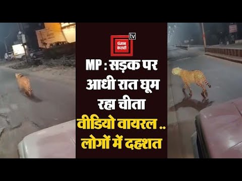 MP के श्योपुर में सड़क पर आधी रात नजर आया चीता....कार सवार लोगों ने बनाया वीडियो वायरल...दहशत का