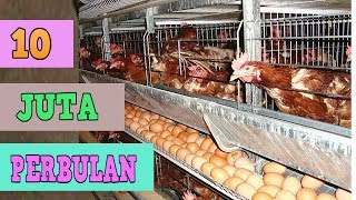 Cara Beternak Ayam Petelur Dengan Baik