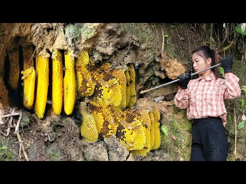 Vietnamese girl goes alone into the forest to catch bees for a living - ha thi muon