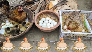 3 Bangladeshi Aseel & Cute broody hen Harvesting Too many Eggs together- chicken egg hatching 🐣