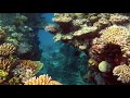 The Reef: Themes and Details