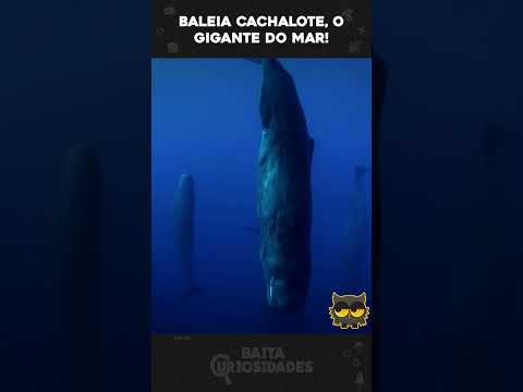 Baleia Cachalote, o gigante do mar!