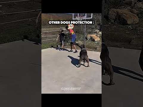 Other Bodygaurd Dogs VS This Dog ☠️☠️☠️ #edit #troll #trollface #respect