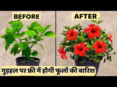 Top Secret Flowering Tips for Hibiscus | Hibiscus Plant Care | Gudhal Plant Care #hibiscus #gudhal