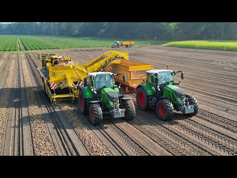 Loading Onions | Fendt + ROPA Keiler 2 | De Groenerie