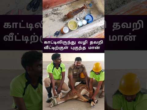 வழி தவறி வீட்டிற்குள் புகுந்த மான்