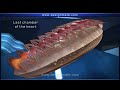 Cockroach Circulatory System Concepts