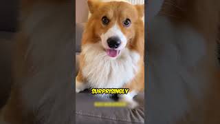 Corgi learns to crow #shorts