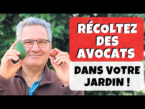 10 bonnes raisons de semer un noyau d'avocat !