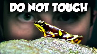 This Toxic Frog's Deadliest Secret Isn't Its Poison