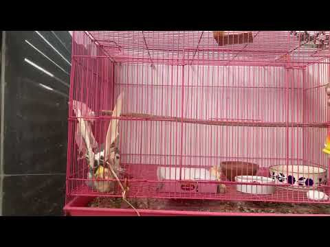 Cocktail Parrot summer Care // मेरे Parrot को नहा कर मज़ा आ गया