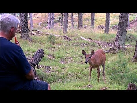 Curious wild deer comes to share a snack with man in forest