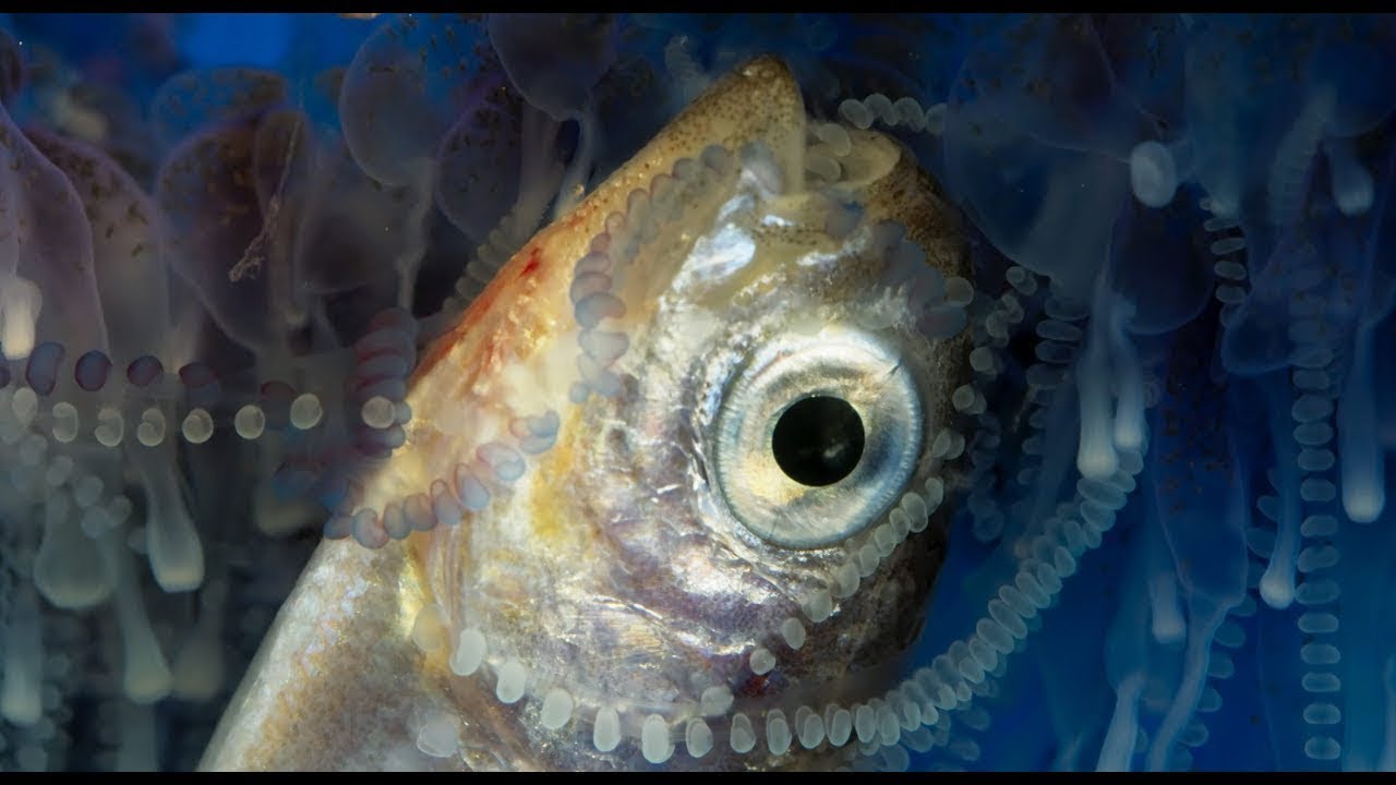 How Portuguese Man O' War stings and eats prey Blue Planet II