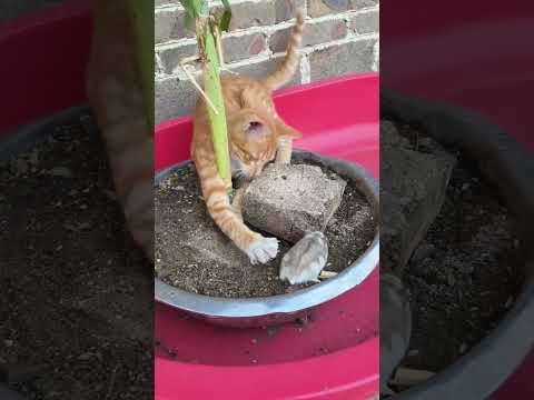 Lovely moments of the little orange cat  and cute little friends #182
