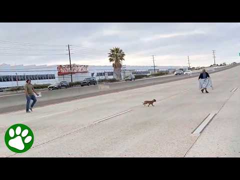 Strangers on a highway work together to rescue a runaway Chihuahua 👏