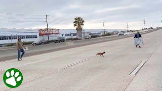 Strangers on a highway work together to rescue a runaway Chihuahua 👏